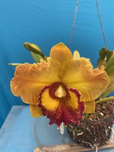 Rhyncholaeliocattleya Nakornchaisri Delight