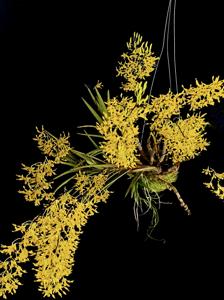Dendrobium Goldmine