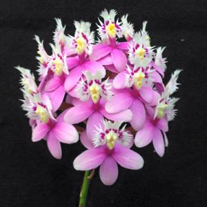 Epidendrum Strawberry Valley