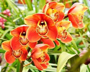 Cymbidium Copper Wall