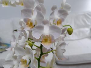 Phalaenopsis Younghome Little Snow