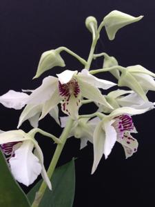 Dendrobium Royal Wings