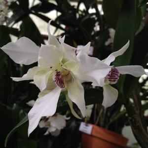 Dendrobium Royal Wings