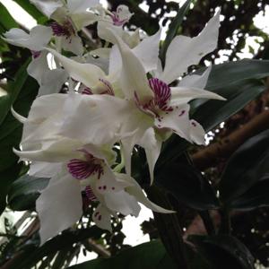 Dendrobium Royal Wings