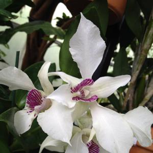 Dendrobium Royal Wings