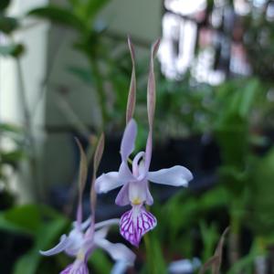 Dendrobium Kuok Hock Toh