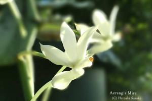 Aerangis Miré