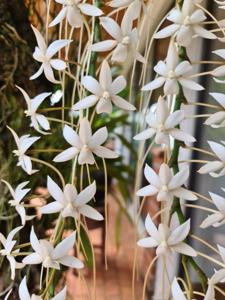 Aerangis Elro