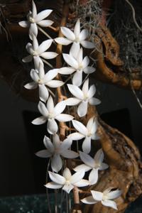 Aerangis Elro