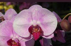 Phalaenopsis Shyang Fa Queen