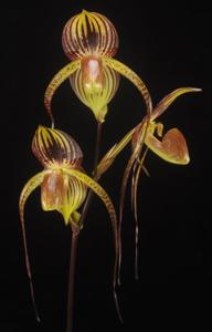 Paphiopedilum Hsinying Anita