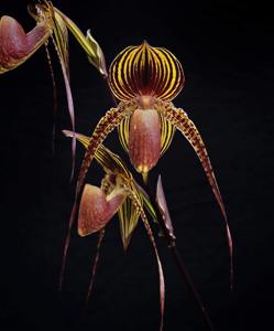 Paphiopedilum Hsinying Anita