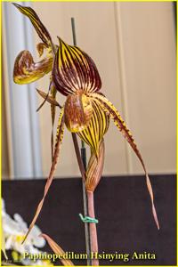 Paphiopedilum Hsinying Anita