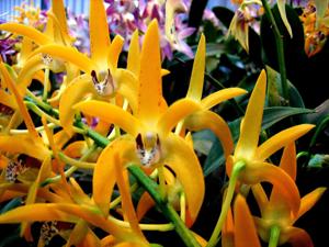 Dendrobium Cosmic Gold