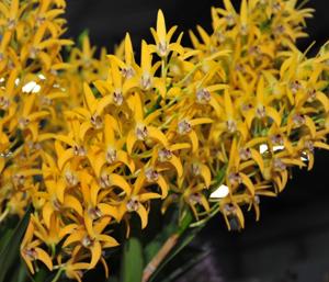 Dendrobium Cosmic Gold