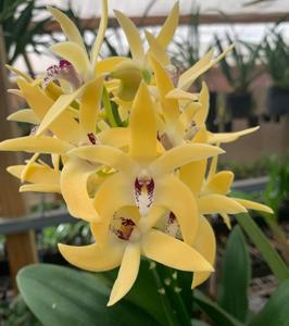 Dendrobium Cosmic Gold