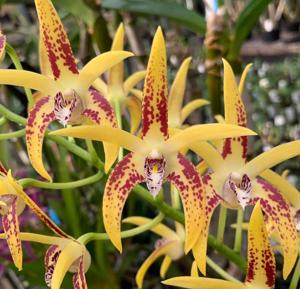 Dendrobium Cosmic Gold