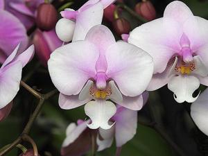 Phalaenopsis Liu's Pixie Pink