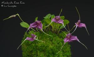 Masdevallia Enez Eusa