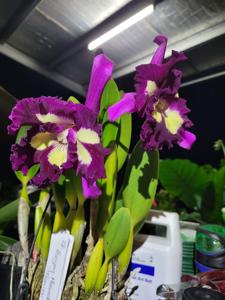 Rhyncholaeliocattleya Hsinying Mariaoki