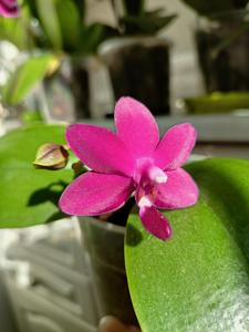 Phalaenopsis Sapphire's Galah