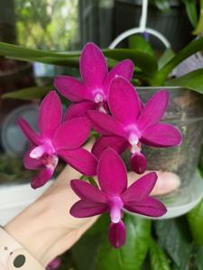 Phalaenopsis Sapphire's Galah