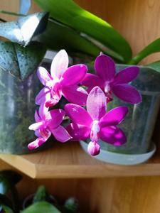 Phalaenopsis Sapphire's Galah