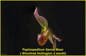 Paphiopedilum Senne Moor