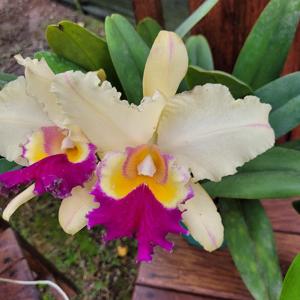 Rhyncholaeliocattleya Fabiana Lahr