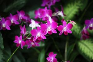 Dendrobium Matti