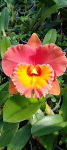 Rhyncholaeliocattleya Memoria Buranapan Nikom