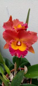 Rhyncholaeliocattleya Memoria Buranapan Nikom