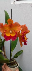 Rhyncholaeliocattleya Memoria Buranapan Nikom