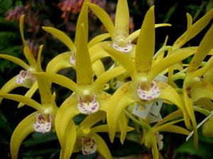 Dendrobium Tina's Glow