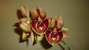 Catasetum Christine Chowning