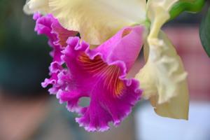 Rhyncholaeliocattleya Sweet Sarah