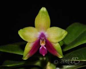 Phalaenopsis KS Happy Eagle