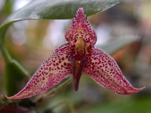 <i>Bulbophyllum</i> Tee Ruby Prince