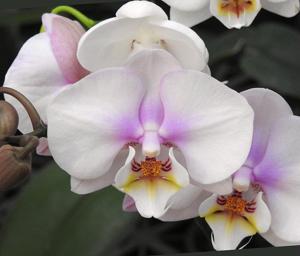 Phalaenopsis Taida Blessing