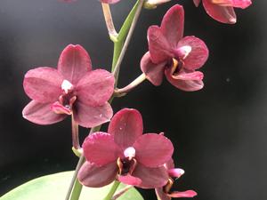 Phalaenopsis Mei-Shuai Black Bird