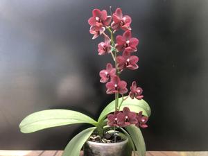 Phalaenopsis Mei-Shuai Black Bird