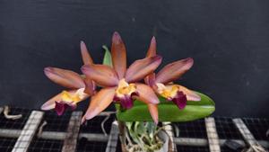 Cattlianthe Pixie's Autumn