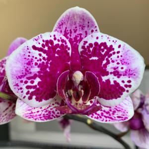 Phalaenopsis Chian Xen Violin