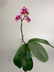 Phalaenopsis Chian Xen Violin