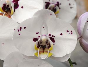 Phalaenopsis Chian Xen Angel