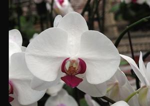 Phalaenopsis Unimax Waltz