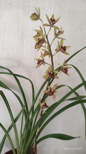 Grammatocymbidium Pakkret Adventure