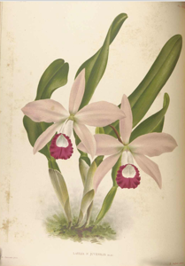 Cattleya Newberry Sprite