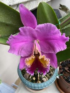 <i>Rhyncholaeliocattleya</i> Newberry Holiday Joy