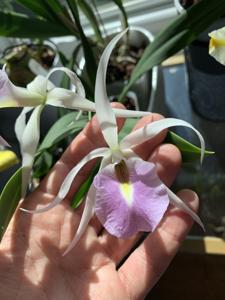 Brassocattleya Katie's Star